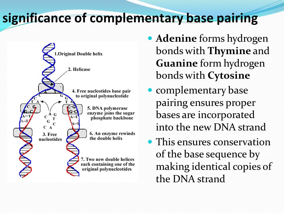 3 4 7 2 Dna Replication Pp 16 19 Pp 58 60 Ppt Download