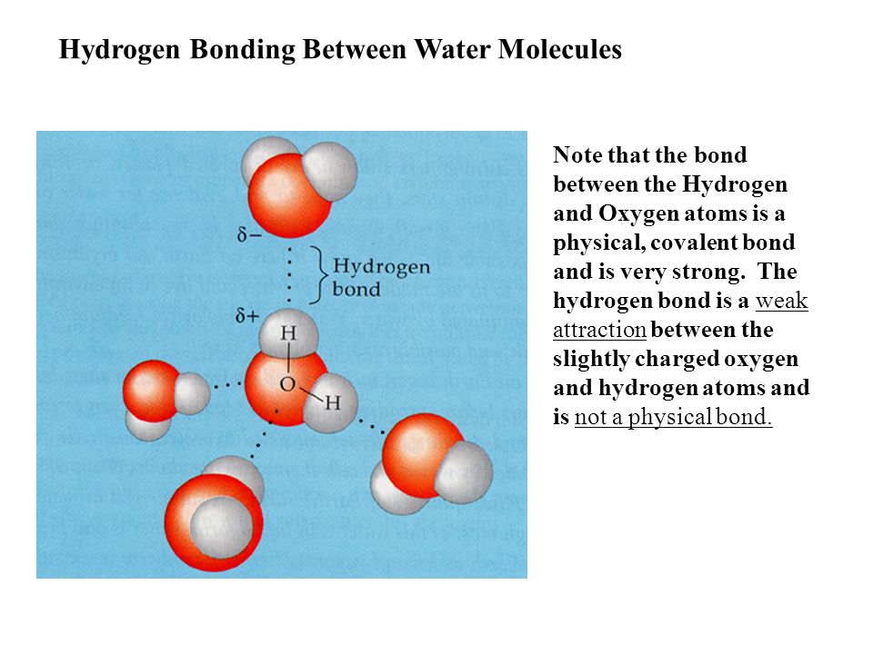Hydrogen Bonding Between Water Molecules Note that the bond between the Hyd...