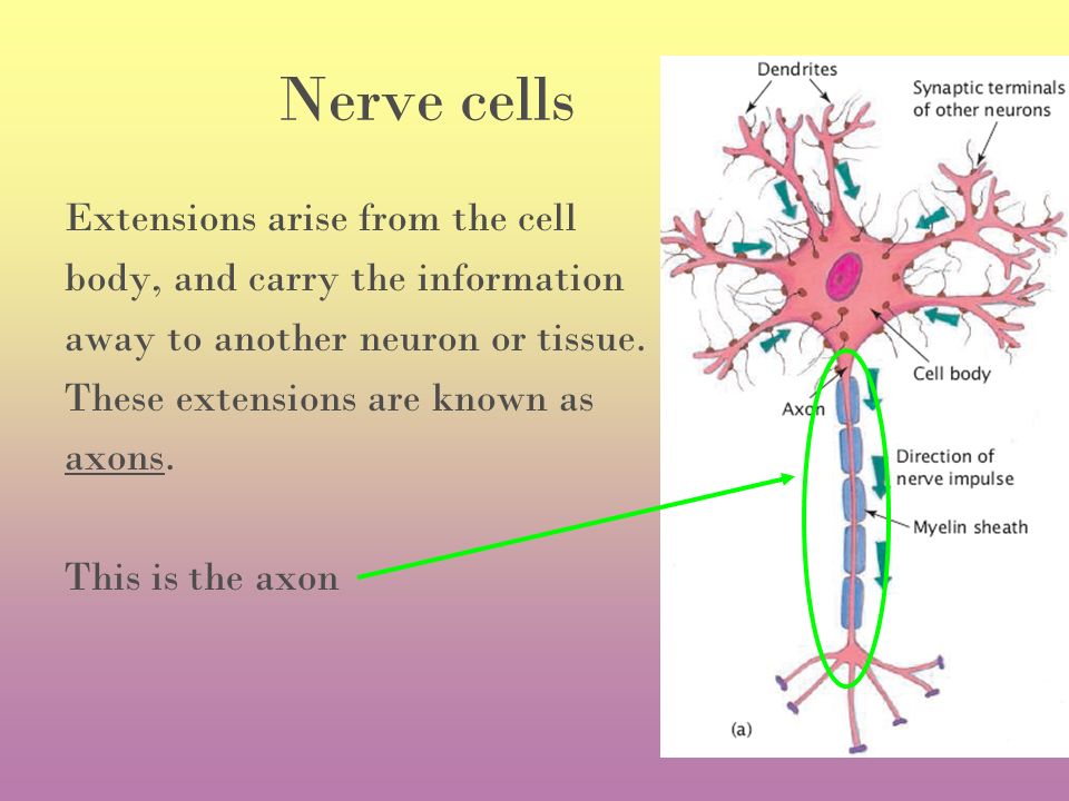 Nerve cells Extensions arise from the cell body, and carry the information away to another neuron or tissue.