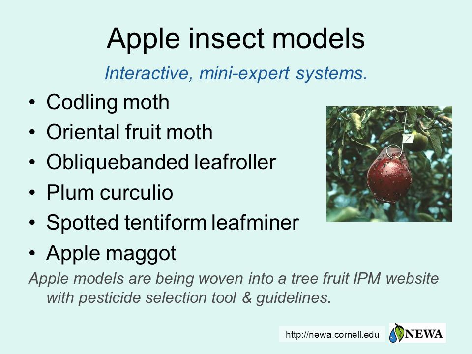 Apple insect models Interactive, mini-expert systems.