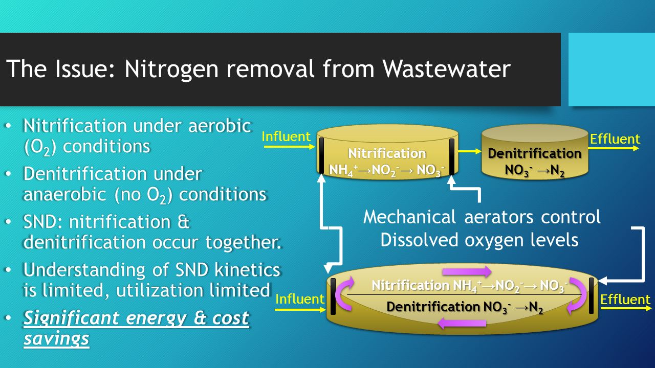 The Issue: Nitrogen removal from Wastewater Nitrification under aerobic (O 2 ) conditions Nitrification under aerobic (O 2 ) conditions Denitrification under anaerobic (no O 2 ) conditions Denitrification under anaerobic (no O 2 ) conditions SND: nitrification & denitrification occur together.