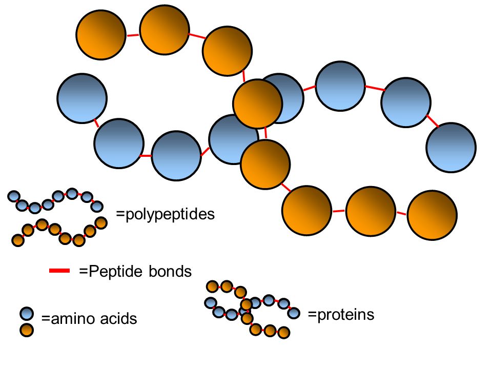 =polypeptides =Peptide bonds =proteins =amino acids
