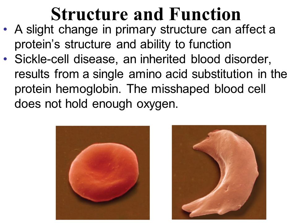 Structure and Function A slight change in primary structure can affect a protein’s structure and ability to function Sickle-cell disease, an inherited blood disorder, results from a single amino acid substitution in the protein hemoglobin.