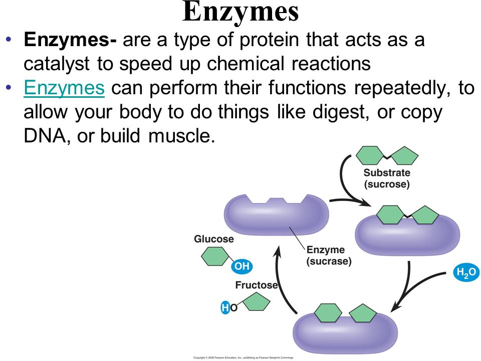 Enzymes Enzymes- are a type of protein that acts as a catalyst to speed up chemical reactions Enzymes can perform their functions repeatedly, to allow your body to do things like digest, or copy DNA, or build muscle.Enzymes