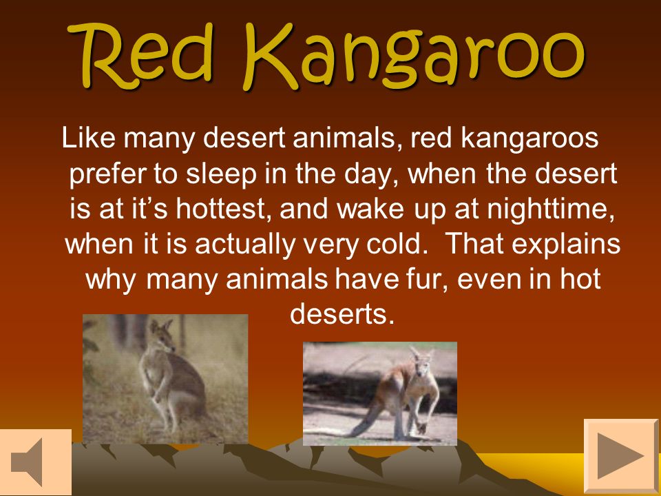 Desert Animals. What is a desert? The desert is a land of extremes: extreme  heat and extreme dryness; sudden flash floods and cold nights. Because  deserts. - ppt download
