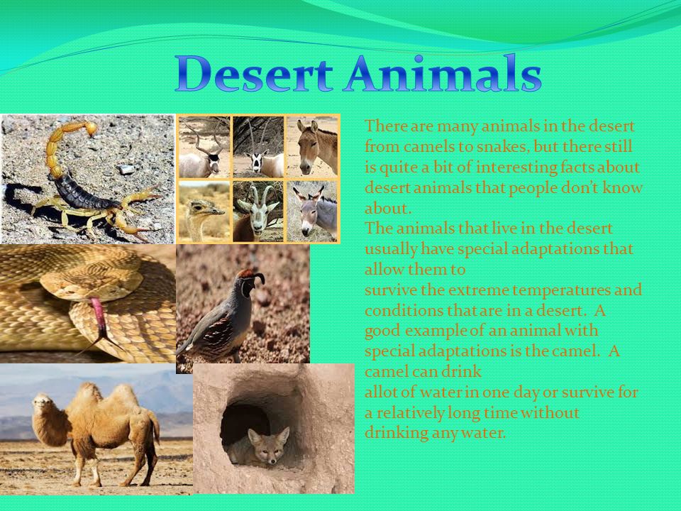 There are many animals in the desert from camels to snakes, but there still  is quite a bit of interesting facts about desert animals that people don't.  - ppt download