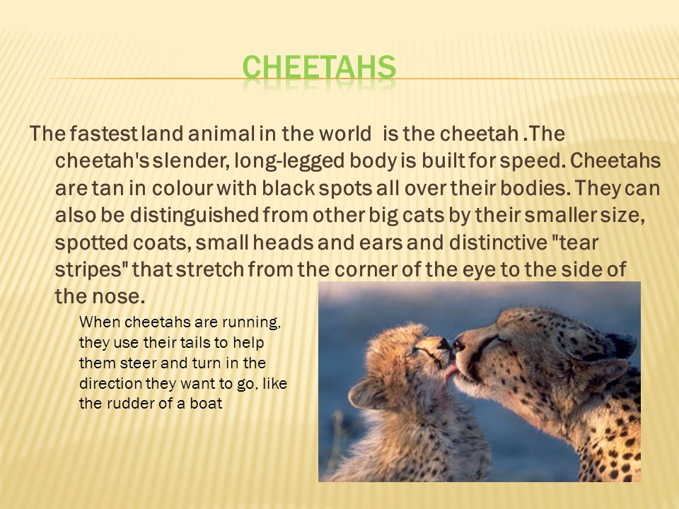 The fastest land animal in the world is the  cheetah's slender,  long-legged body is built for speed. Cheetahs are tan in colour with black.  - ppt download