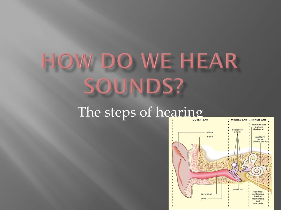 The steps of hearing