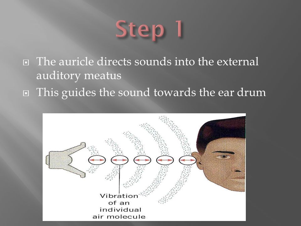  The auricle directs sounds into the external auditory meatus  This guides the sound towards the ear drum
