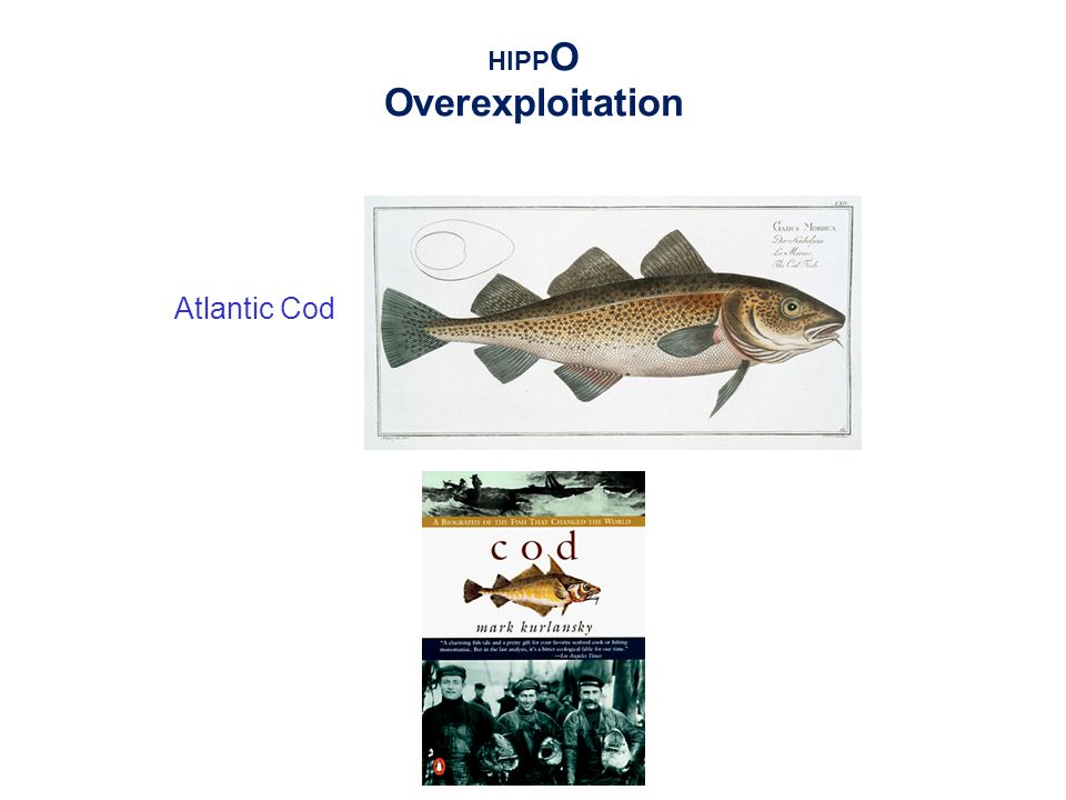 Atlantic Cod HIPP O Overexploitation