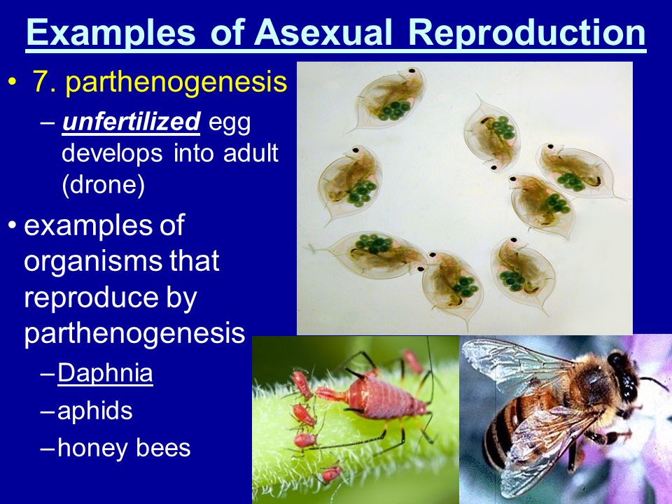 Unit 13: Reproduction Ch. 23, 24, 25. Why do organisms reproduce??? 2 main  methods of reproduction…. What's the difference??? How does sexual  reproduction. - ppt download