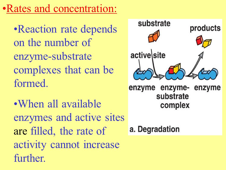 Rates and concentration: Reaction rate depends on the number of enzyme-substrate complexes that can be formed.