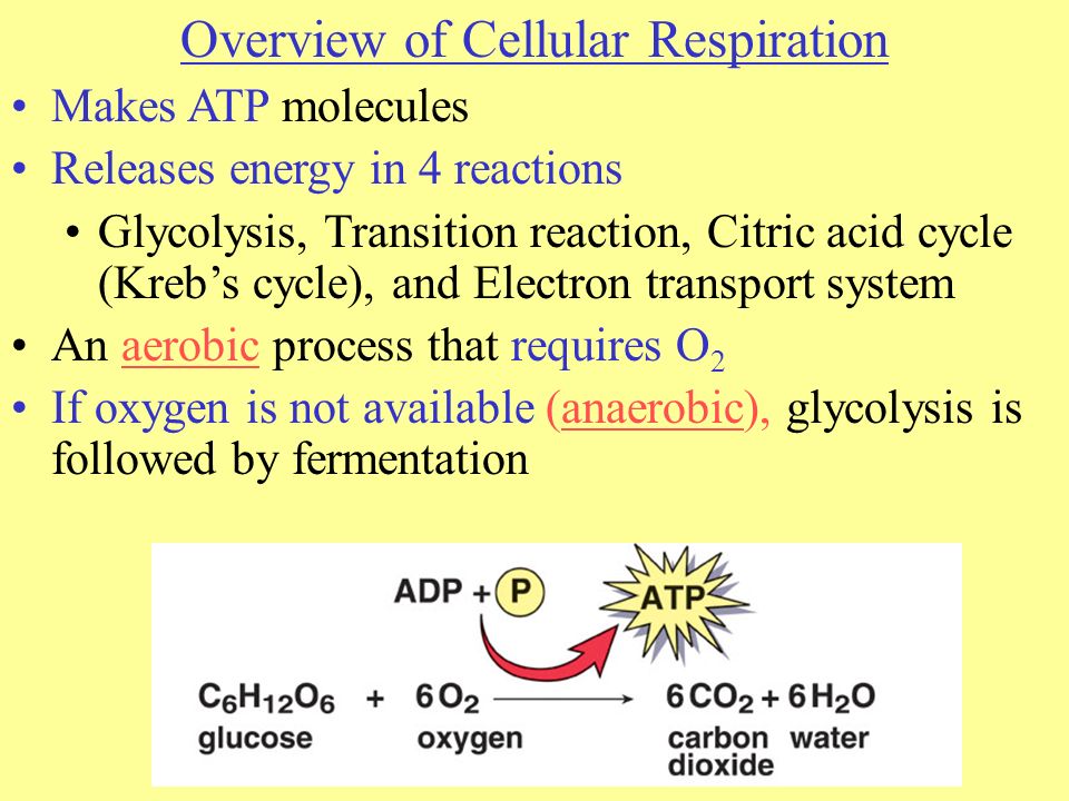 Overview of Cellular Respiration Makes ATP molecules Releases energy in 4 reactions Glycolysis, Transition reaction, Citric acid cycle (Kreb’s cycle), and Electron transport system An aerobic process that requires O 2 If oxygen is not available (anaerobic), glycolysis is followed by fermentation