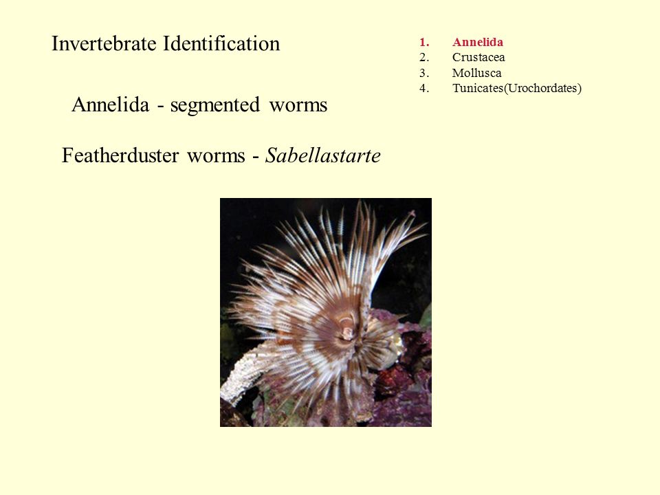Invertebrate Identification 1.Annelida 2.Crustacea 3.Mollusca 4.Tunicates(Urochordates) Annelida - segmented worms Featherduster worms - Sabellastarte