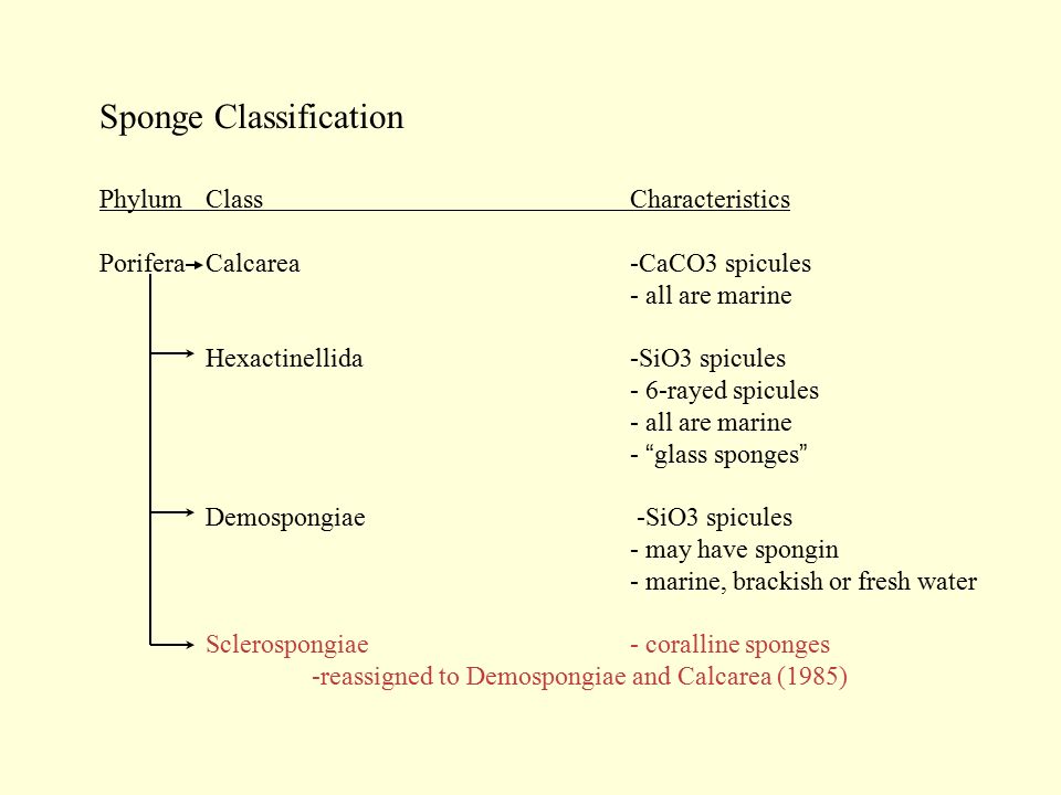 Sponge Classification PhylumClassCharacteristics PoriferaCalcarea-CaCO3 spicules - all are marine Hexactinellida-SiO3 spicules - 6-rayed spicules - all are marine - glass sponges Demospongiae -SiO3 spicules - may have spongin - marine, brackish or fresh water Sclerospongiae- coralline sponges -reassigned to Demospongiae and Calcarea (1985)