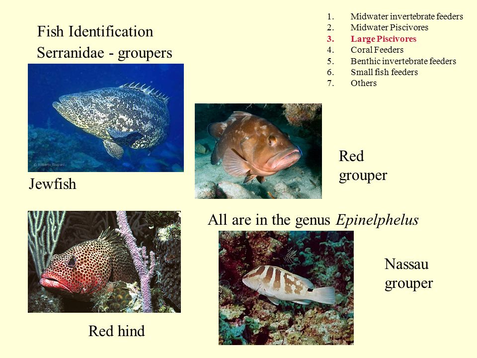 Fish Identification 1.Midwater invertebrate feeders 2.Midwater Piscivores 3.Large Piscivores 4.Coral Feeders 5.Benthic invertebrate feeders 6.Small fish feeders 7.Others Serranidae - groupers Jewfish Red grouper Red hind All are in the genus Epinelphelus Nassau grouper