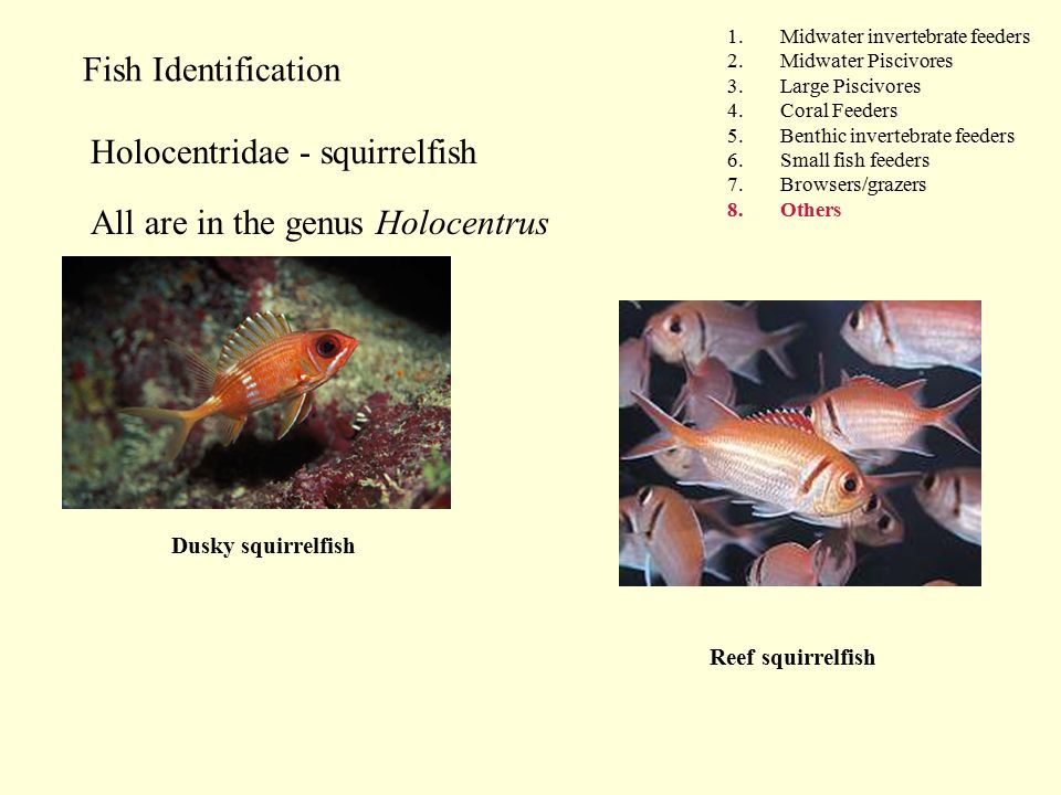 Fish Identification 1.Midwater invertebrate feeders 2.Midwater Piscivores 3.Large Piscivores 4.Coral Feeders 5.Benthic invertebrate feeders 6.Small fish feeders 7.Browsers/grazers 8.Others Holocentridae - squirrelfish All are in the genus Holocentrus Dusky squirrelfish Reef squirrelfish