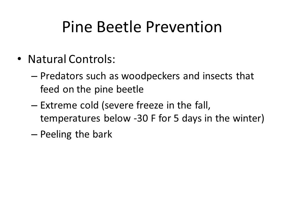 Pine Beetle Prevention Natural Controls: – Predators such as woodpeckers and insects that feed on the pine beetle – Extreme cold (severe freeze in the fall, temperatures below -30 F for 5 days in the winter) – Peeling the bark