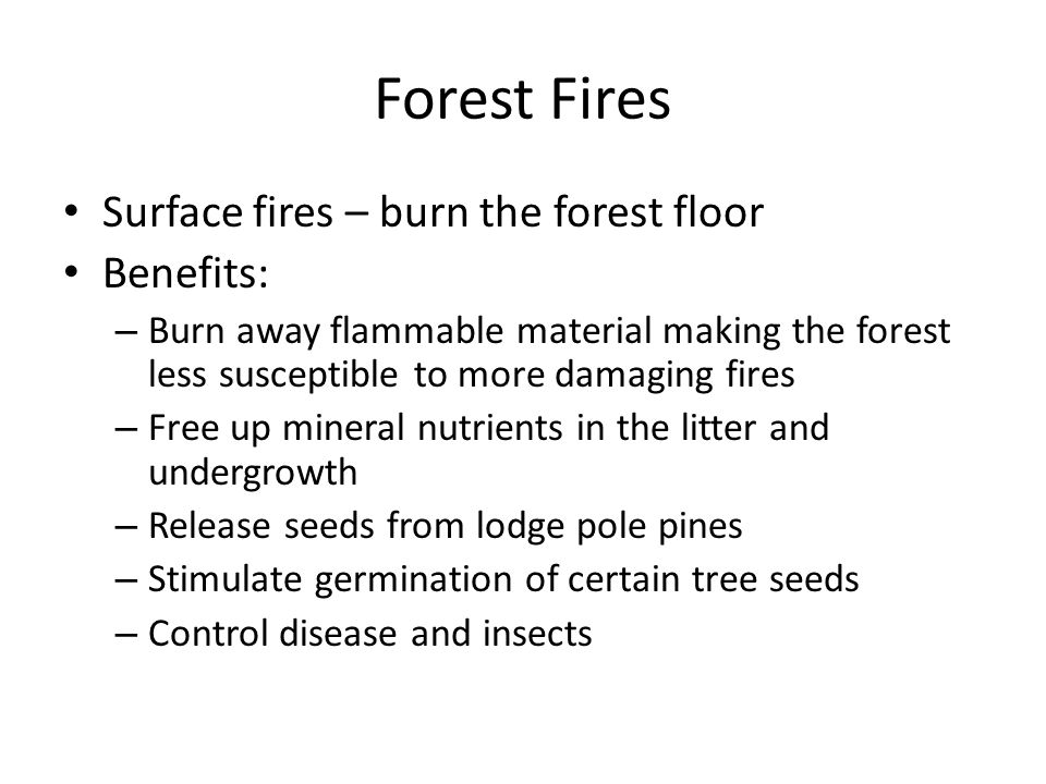 Forest Fires Surface fires – burn the forest floor Benefits: – Burn away flammable material making the forest less susceptible to more damaging fires – Free up mineral nutrients in the litter and undergrowth – Release seeds from lodge pole pines – Stimulate germination of certain tree seeds – Control disease and insects