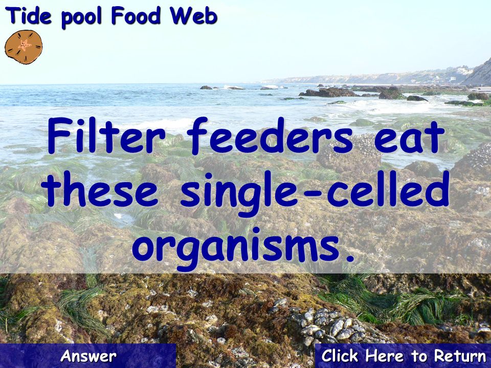Tide Pool Jeopardy Tide Pool Food Web Amazing Animals Fun Facts Ppt Download