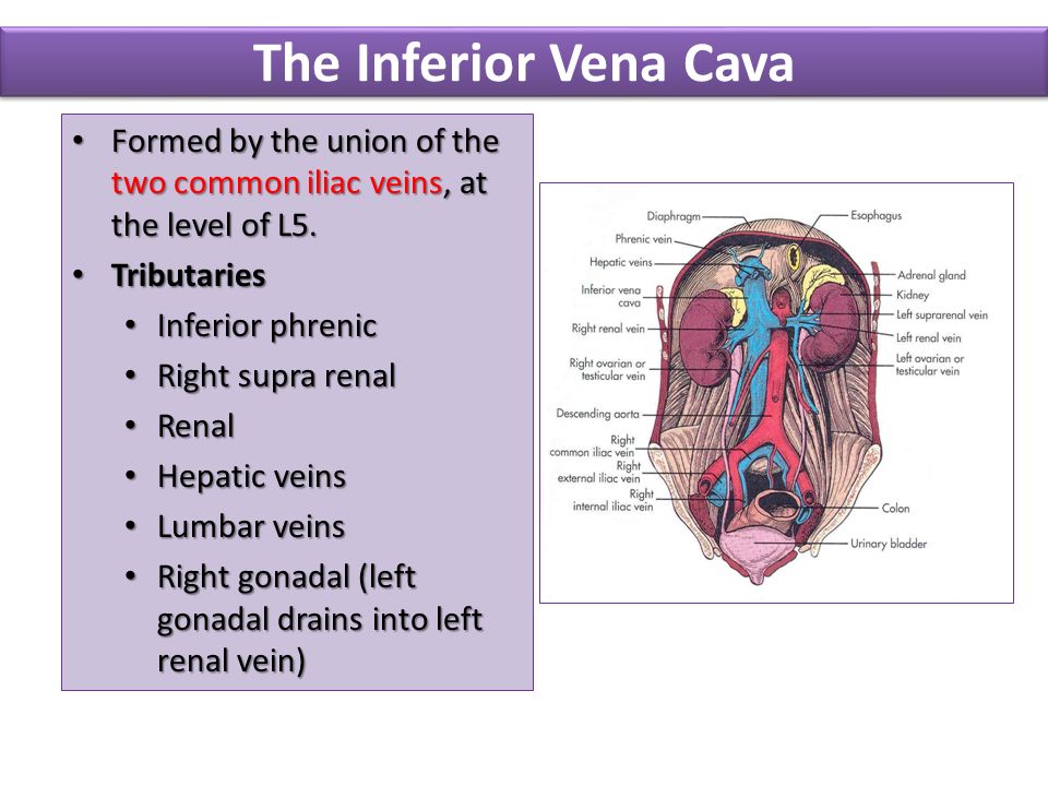 ObjectivesObjectives At the end of the lecture, the student should be able to: Define the 'vein' and understand the general principle of the veins. Define. - ppt download ObjectivesObjectives At the end of the lecture, the student should be able to: Define the 'vein' and understand the general principle of the veins. Define. - ppt download
