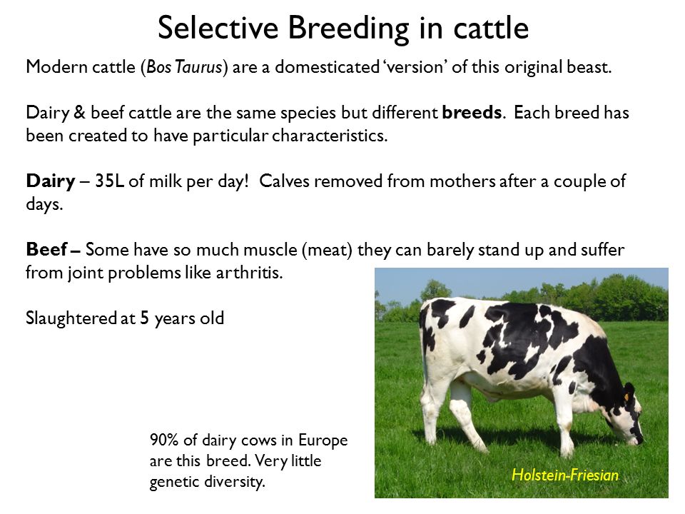 Selective Breeding Selective Breeding Has Created Many Plant And Animal Varieties With Characteristics That Are Desirable To Humans This Has Been Fundamental Ppt Download