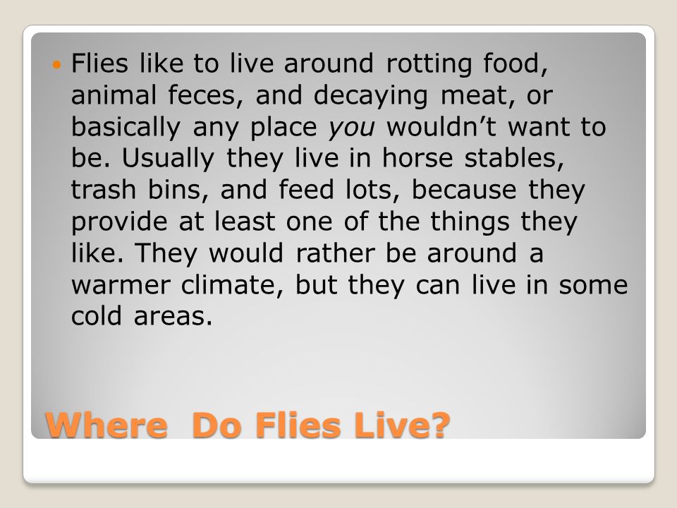 Where Do Flies Live.