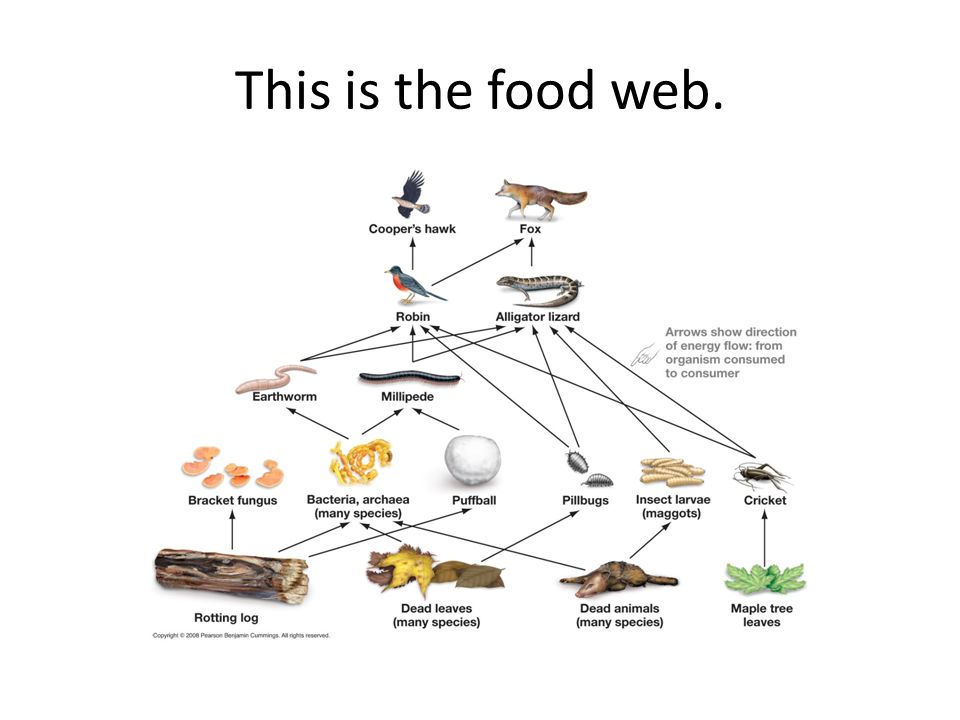 Food Webs! By: Yesenia Sanchez. This Is The Food Web. - Ppt Download