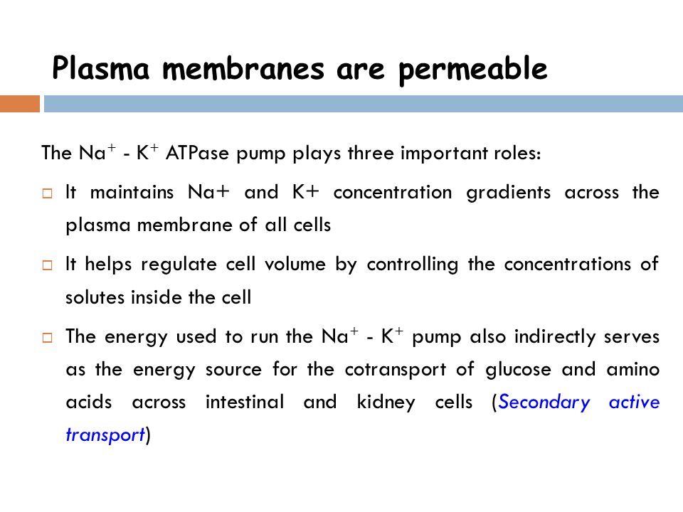 The Na + - K + ATPase pump plays three important roles: IIt maintains Na+ and K+ concentration gradients across the plasma membrane of all cells IIt helps regulate cell volume by controlling the concentrations of solutes inside the cell TThe energy used to run the Na + - K + pump also indirectly serves as the energy source for the cotransport of glucose and amino acids across intestinal and kidney cells (Secondary active transport)