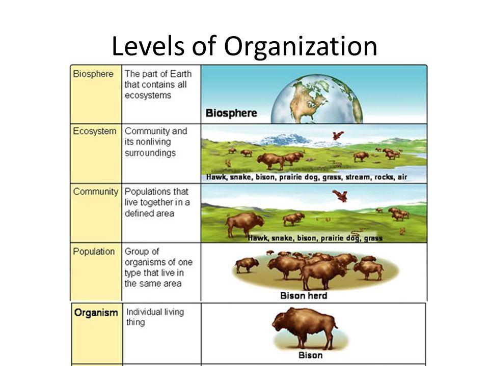 Principles of Ecology Chapter 2 Section 1. Standard 4.1 Standard 4: The ...