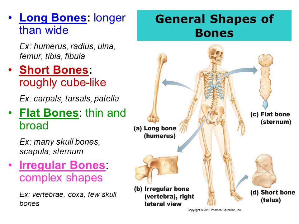 Skeletal System Chapter bones! Skeletal Organization. - ppt download
