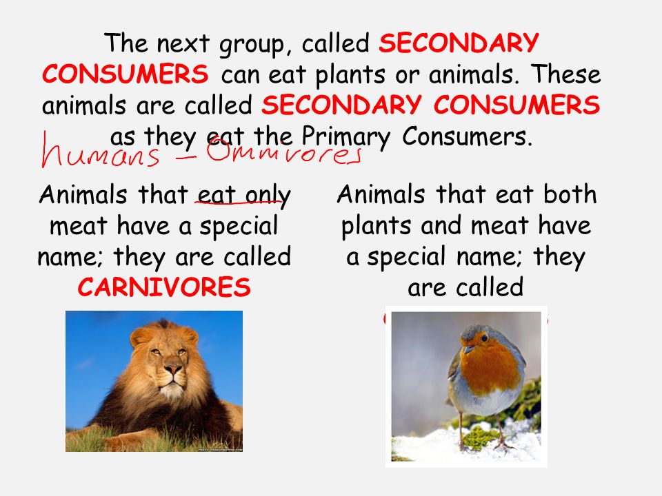 Lo To Be Able To Describe What A Food Chain Is And Give Examples Success Criteria I Can Identify What Animals Eat I Can Identify What Might Eat A Particular Ppt