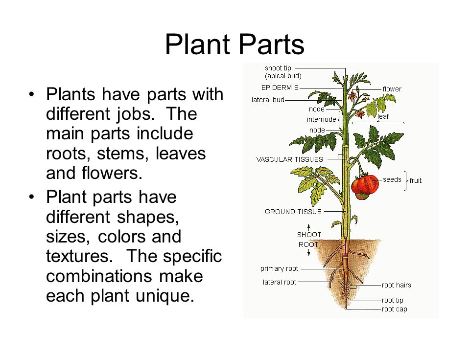 Plant structure. Parts of a Plant. Parts of a Plant ESL. Parts of a Plant root. Вегетативный орган земляники.