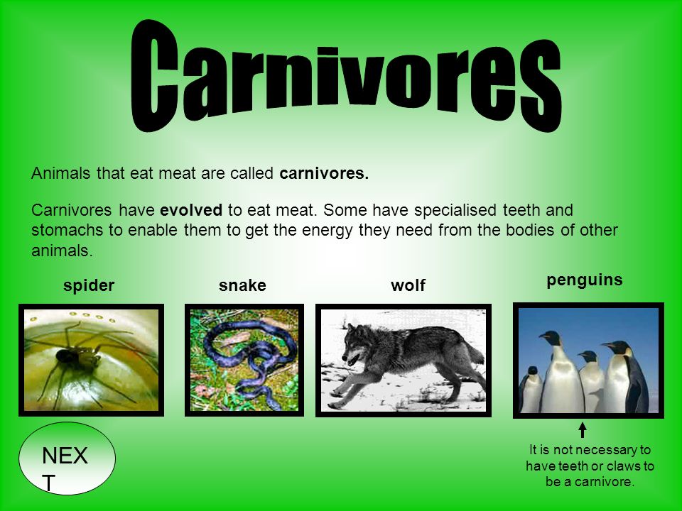 NEX T. In order to live, animals need energy. Some animals get the energy  they need to live from eating plants and other vegetation - herbivores.  Some. - ppt download
