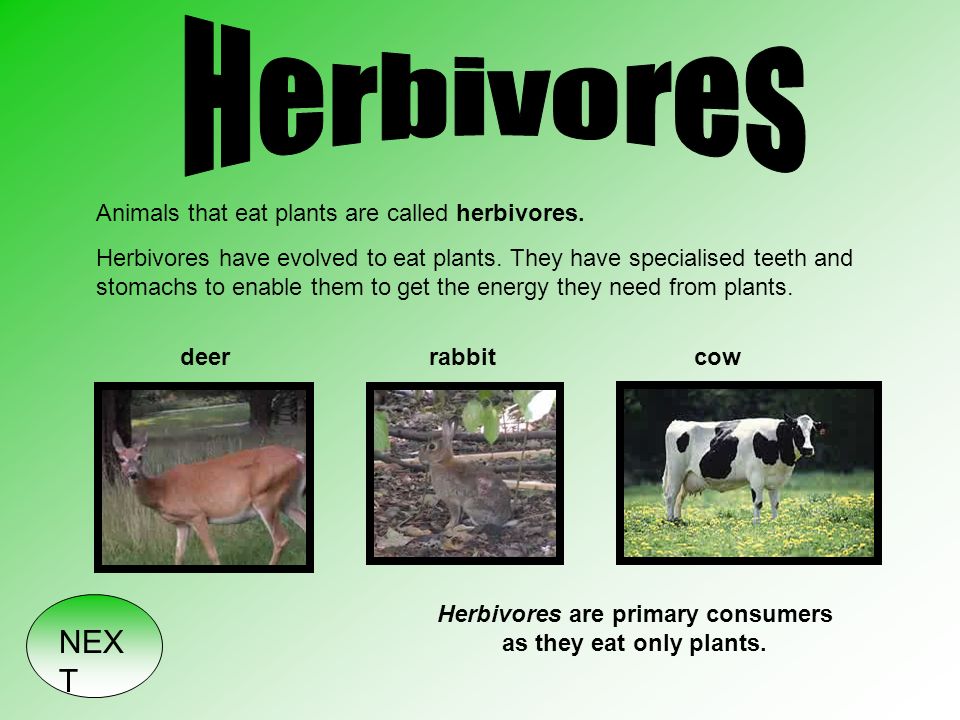 NEX T. In order to live animals need energy. Some animals get the energy  they need to live from eating plants and other vegetation - herbivores.  Some. - ppt download