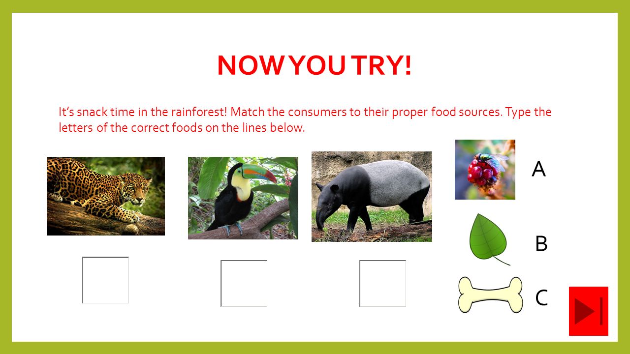 What S Cooking In The Rainforest By Katie Badger Ppt Download