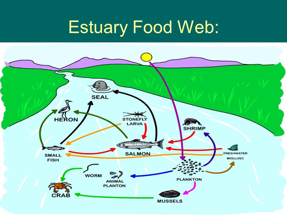 venn diagram create a venn diagram for food chain and food web food chain vs food web venn diagram