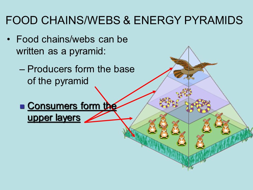 Venn Diagram Create A Venn Diagram For Food Chain And Food Web Provide At Least 3 Differences And 3 Similar Ppt Download
