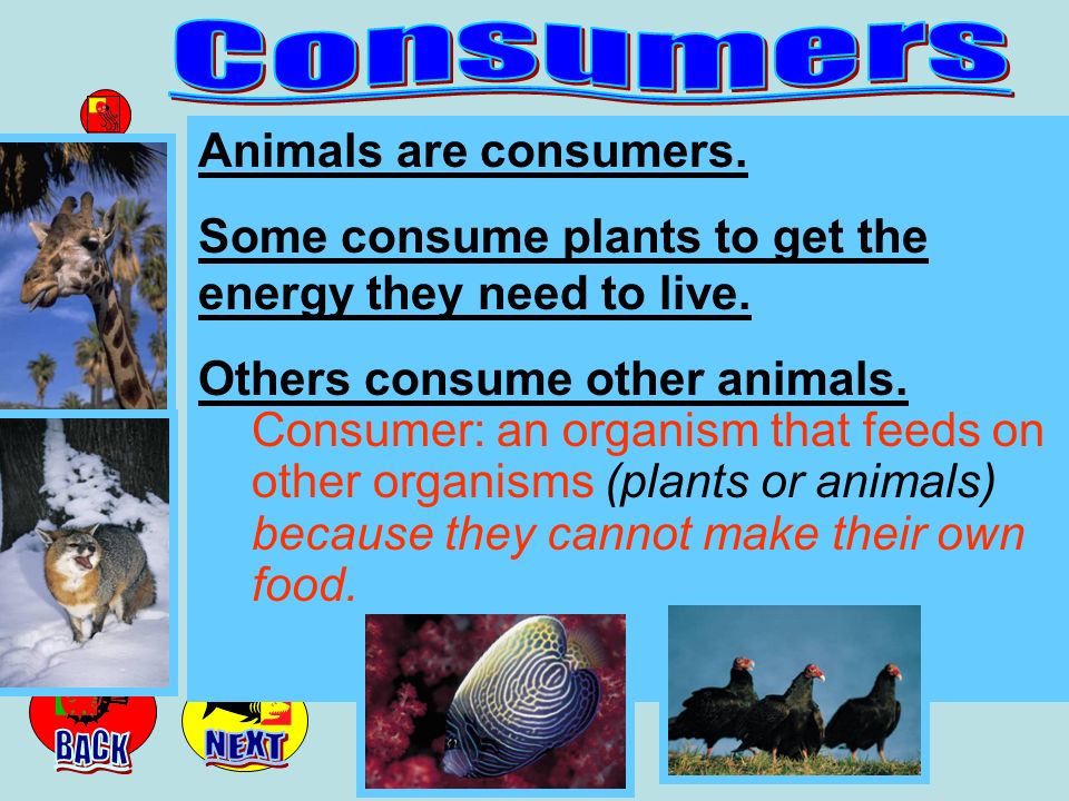 venn diagram create a venn diagram for food chain and food web producer and consumer venn diagram