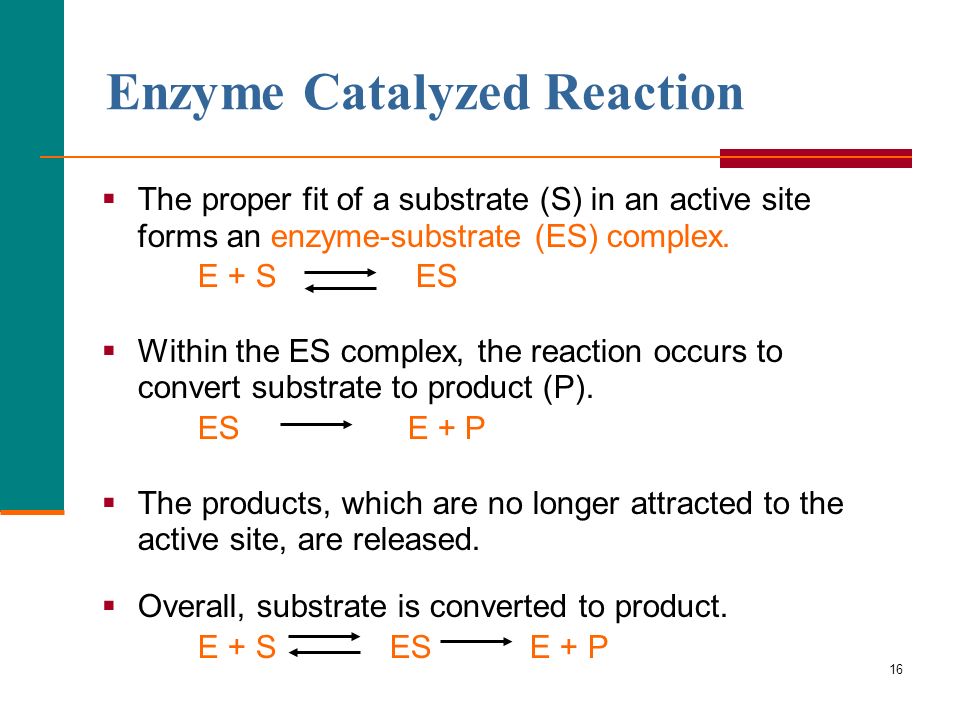 16 Enzyme Catalyzed Reaction  The proper fit of a substrate (S) in an active site forms an enzyme-substrate (ES) complex.