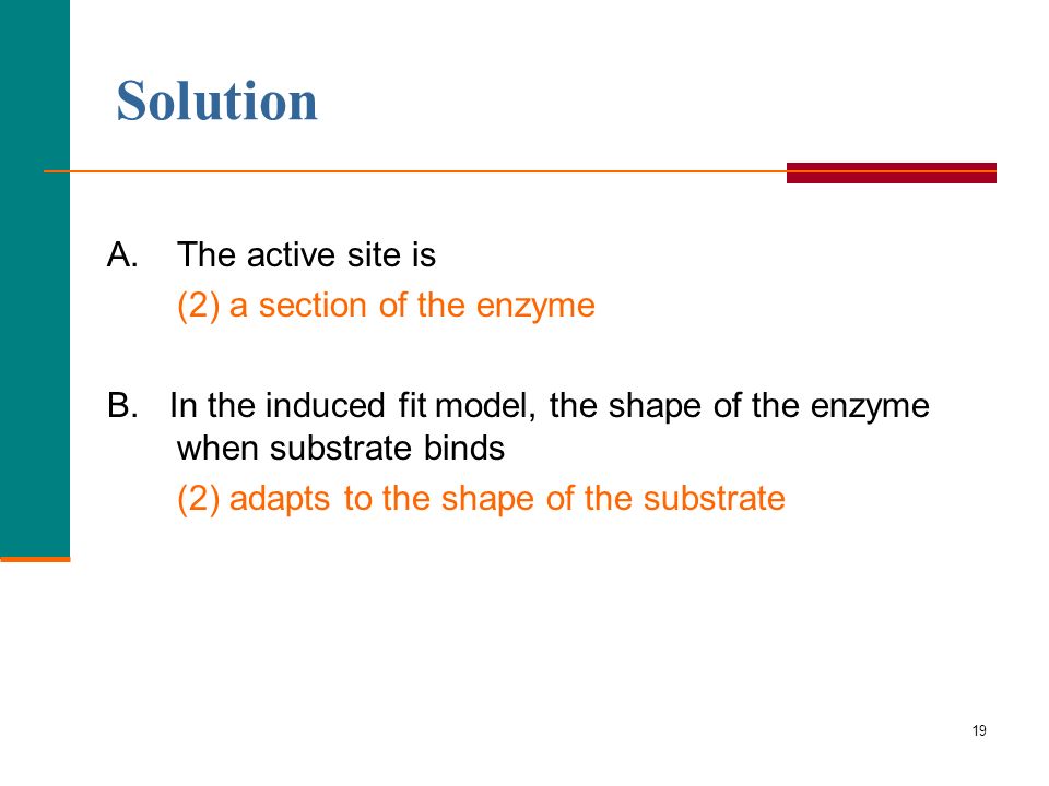 19 Solution A.The active site is (2) a section of the enzyme B.