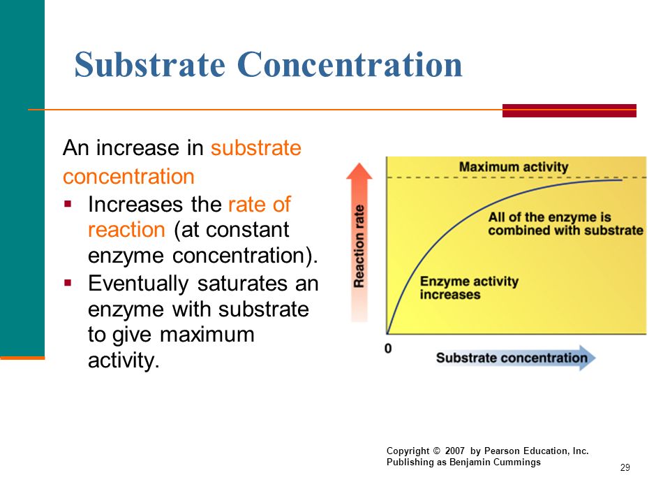 29 Substrate Concentration An increase in substrate concentration  Increases the rate of reaction (at constant enzyme concentration).