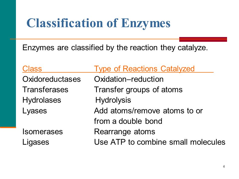 4 Enzymes are classified by the reaction they catalyze.