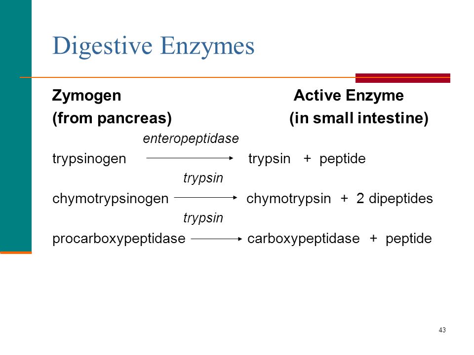 43 Digestive Enzymes Zymogen Active Enzyme (from pancreas) (in small intestine) enteropeptidase trypsinogen trypsin + peptide trypsin chymotrypsinogen chymotrypsin + 2 dipeptides trypsin procarboxypeptidase carboxypeptidase + peptide