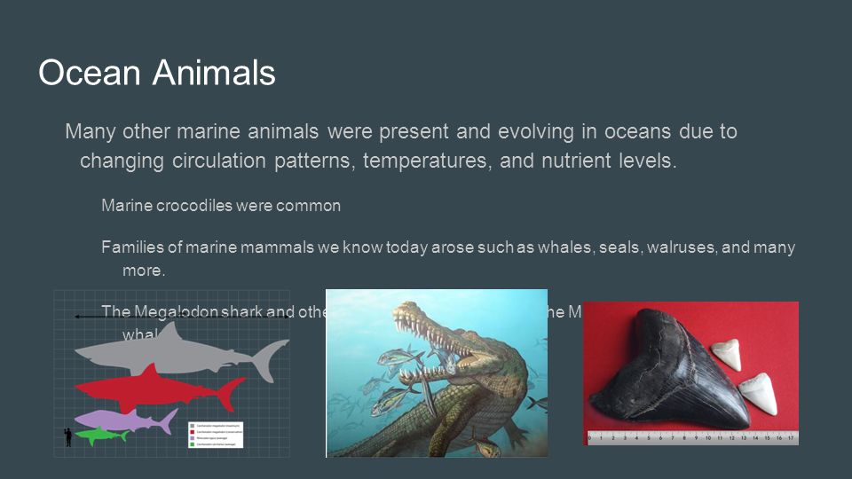 The Miocene Epoch. General Information ~ million years ago Continents  similar to modern positions No major extinctions, but some small  extinctions. - ppt download
