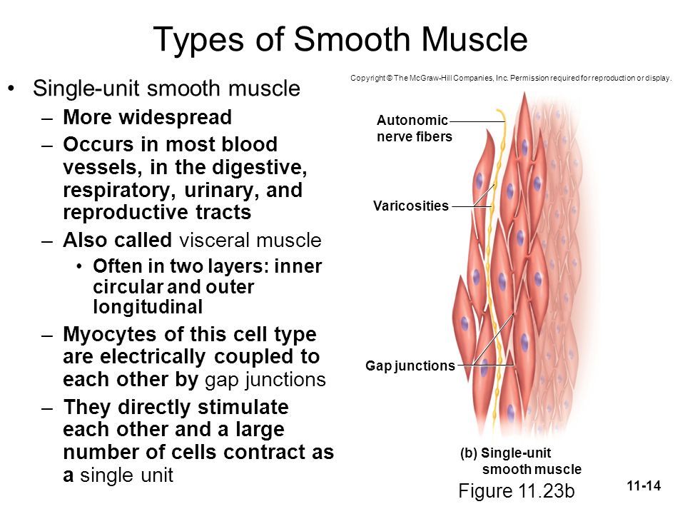 Cardiac and Smooth Muscle Expected Learning Outcomes –Describe the  structural and physiological differences between cardiac muscle and  skeletal muscle. - ppt download