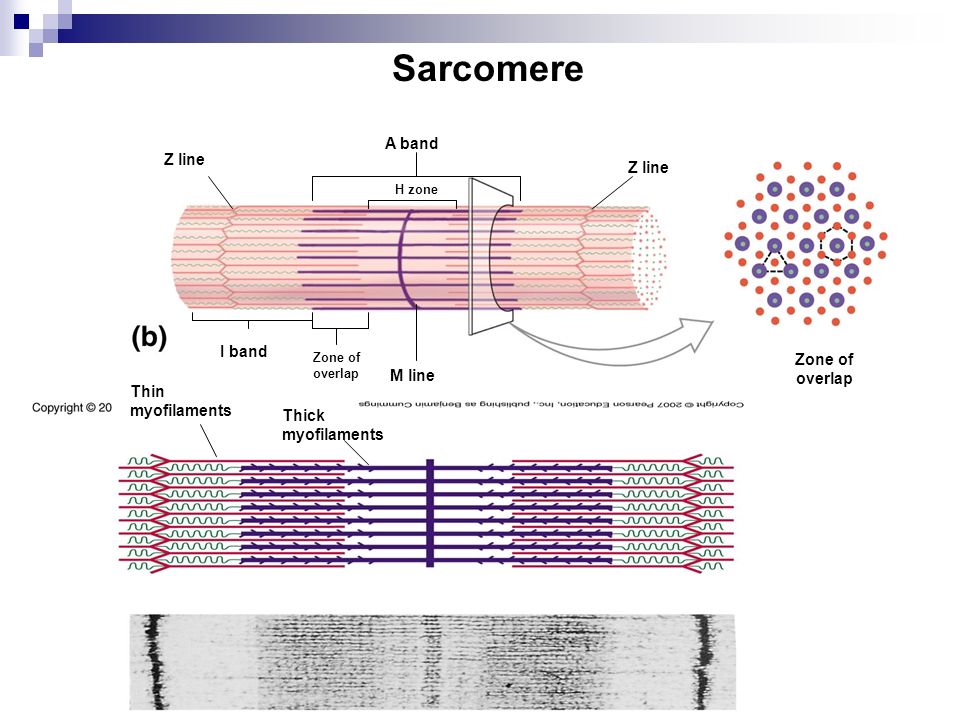 Sarcomere Coloring Key / The Sarcomere The Highly Ordered Functional Unit O...