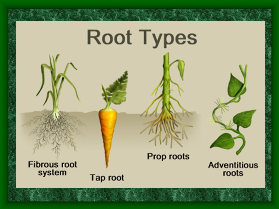 I root com. Types of roots. Fibrous root. Different Types of roots. Root System Types.
