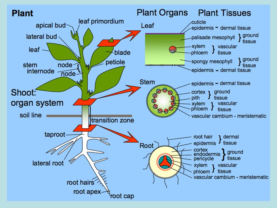Plant tissues. Анатомия растений. Анатомия и физиология растений. Физиология растений картинки. Строение растения на английском.