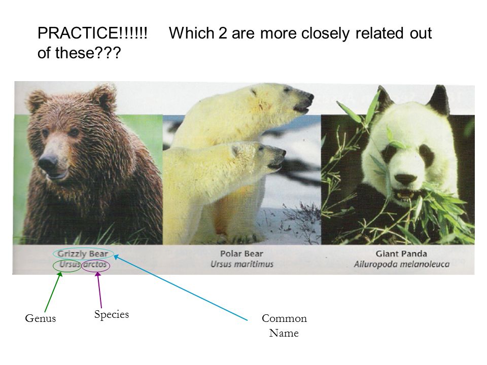 What is the difference between a panda and a grizzly bear? - Quora